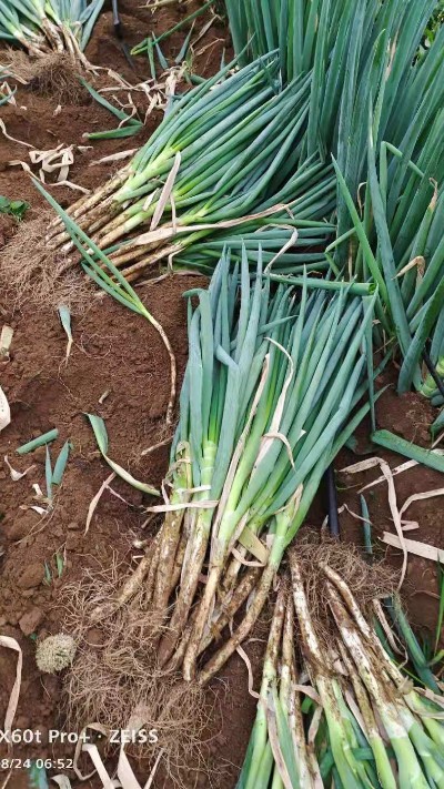 蔥滿滿扶農助銷：內蒙古赤峰230畝鋼蔥出售