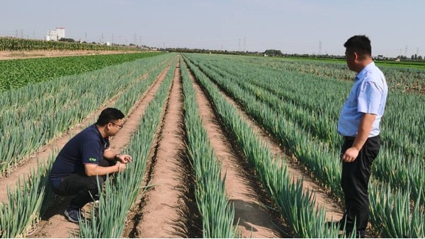 山東青州鋼蔥種植案例