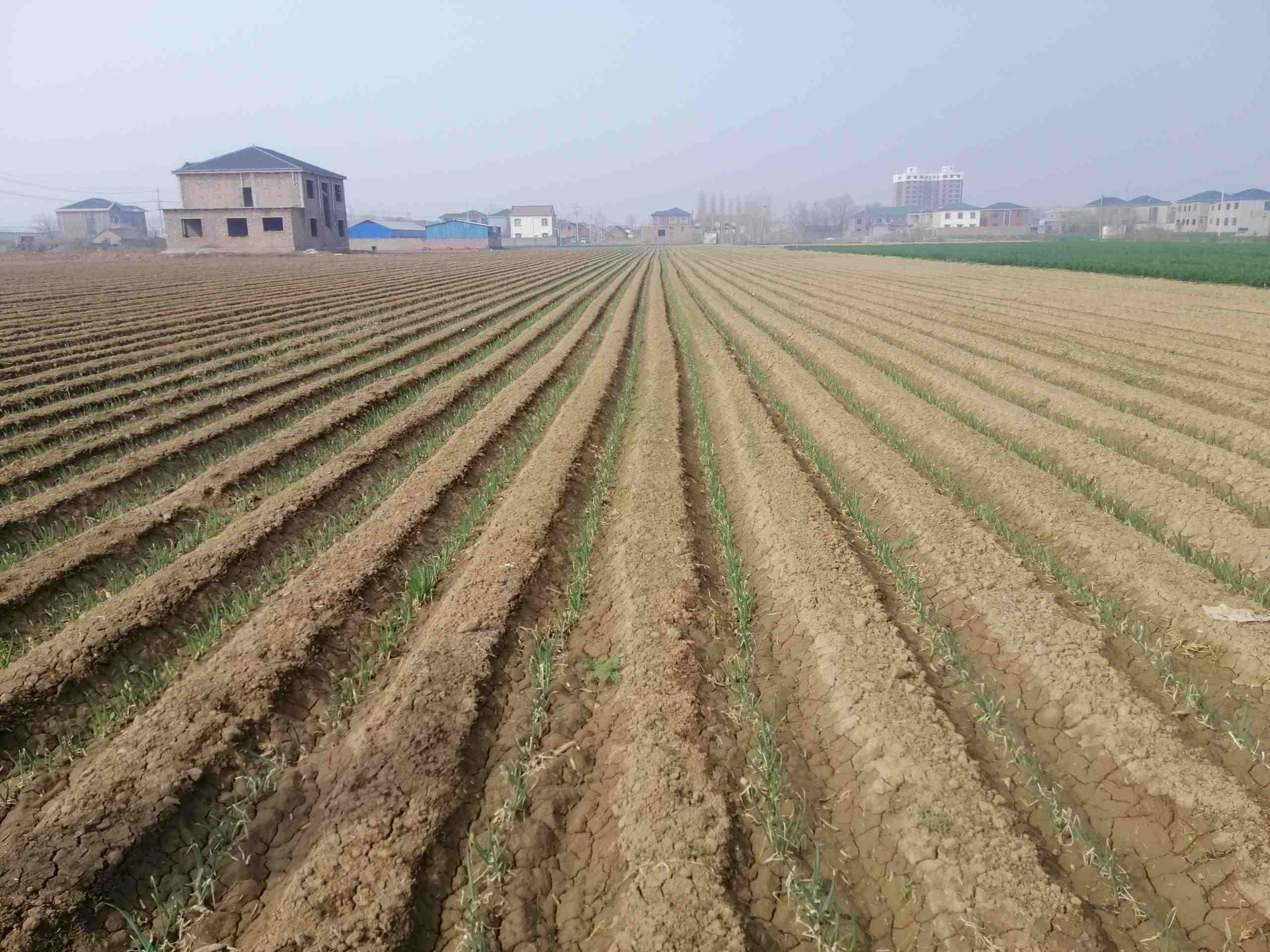 大蔥育苗該怎樣選種？種大蔥應(yīng)該怎樣規(guī)劃？