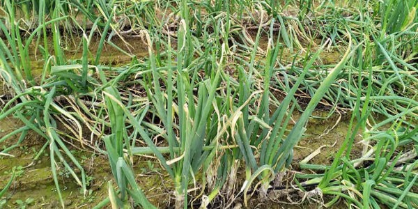 秋天雨后大蔥病害高發(fā)，這樣防治穩(wěn)高產(chǎn)
