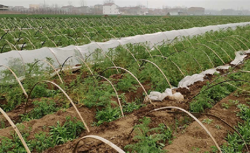 長滿雜草的蔥田