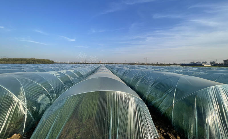 大蔥苗床小拱棚防凍