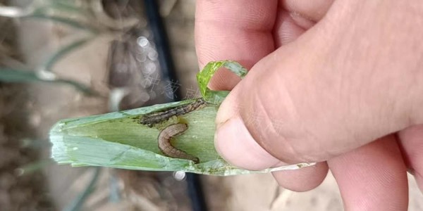 種蔥高手都在用的青蟲打藥小技巧