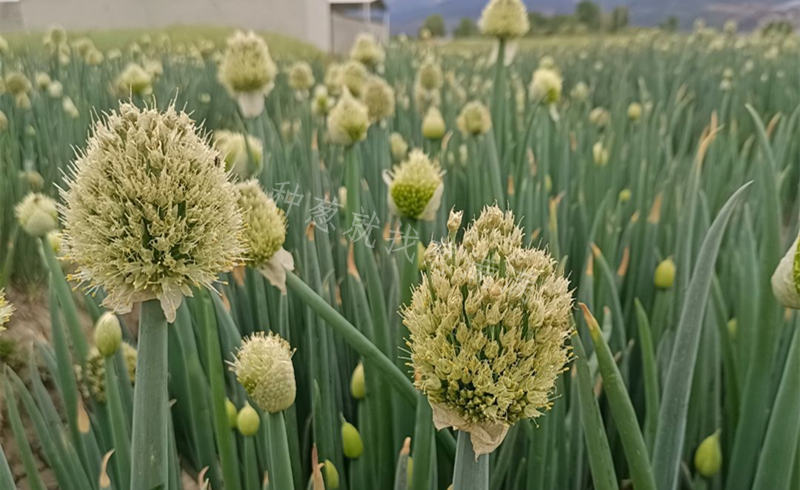 抽薹的大蔥
