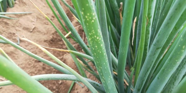 大蔥出現小點?灰霉病_霜霉病_紫斑病發病初期如何區分