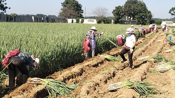 扶農助銷鋼蔥出售合作案例