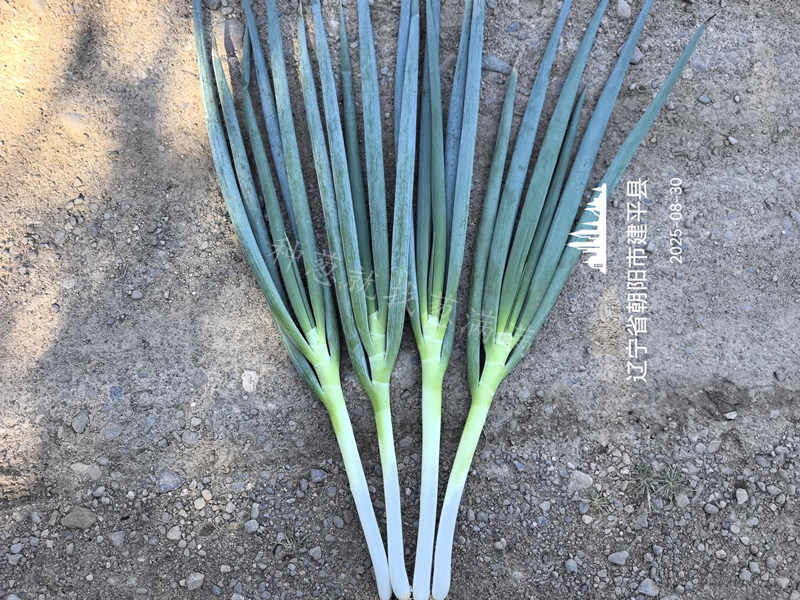 遼寧建平美白一號(hào)實(shí)拍