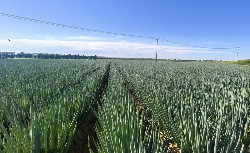 遼寧建平大蔥地