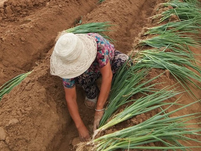 大蔥移栽注意事項