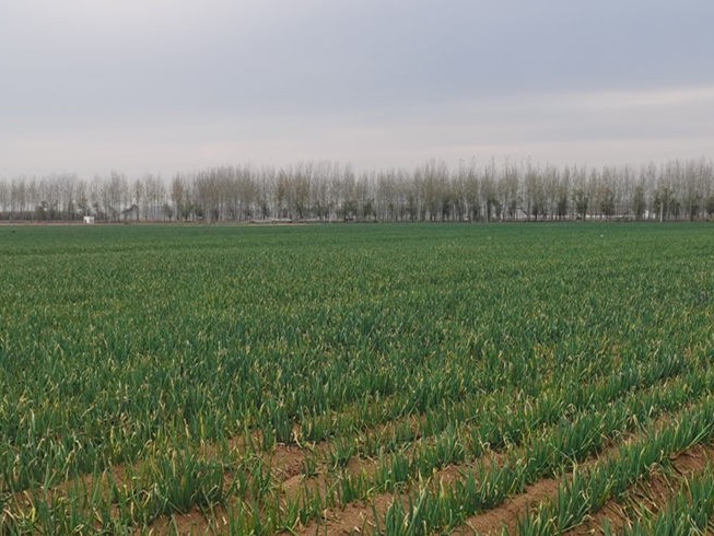 大蔥苗后除草解決方案