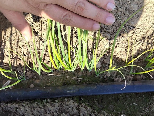 苗前除草解決方案