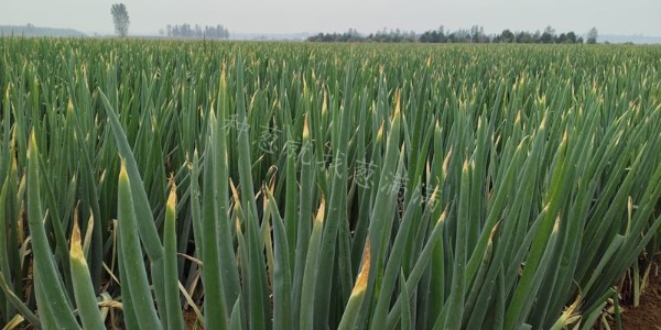 大蔥干尖？疫病別大意