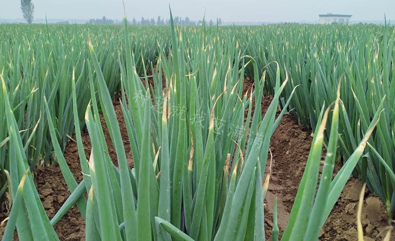 大蔥疫病灰霉病