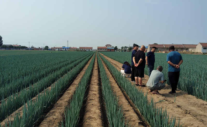 河北唐山大蔥實拍