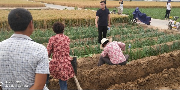 大蔥移栽必備事項