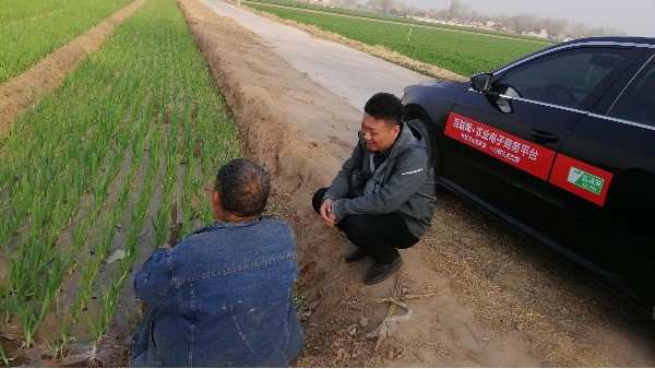 河南焦作博愛300畝鋼蔥合作案例