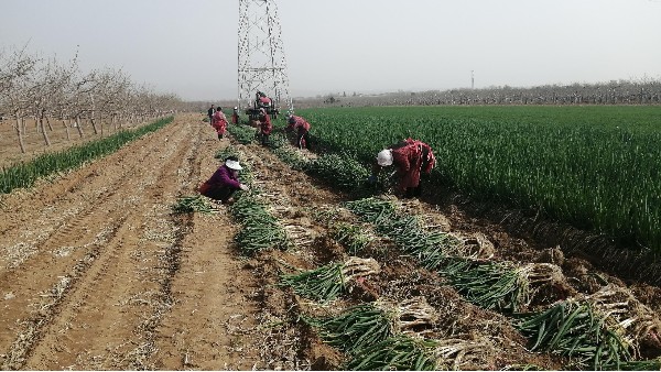 陜西渭南260畝鋼蔥合作案例