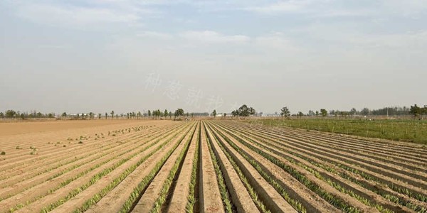 不要讓"白嫖"的種植技術毀了您的大蔥