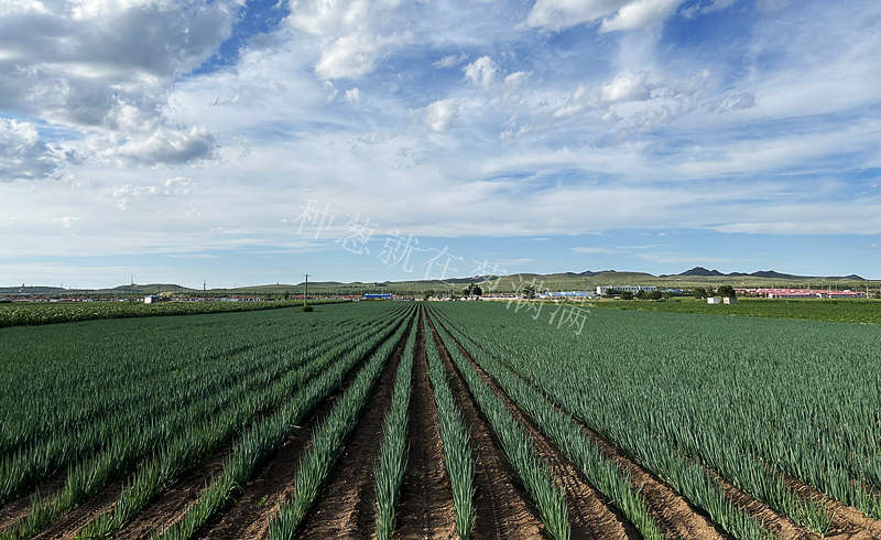 烏蘭察布蔥田實拍