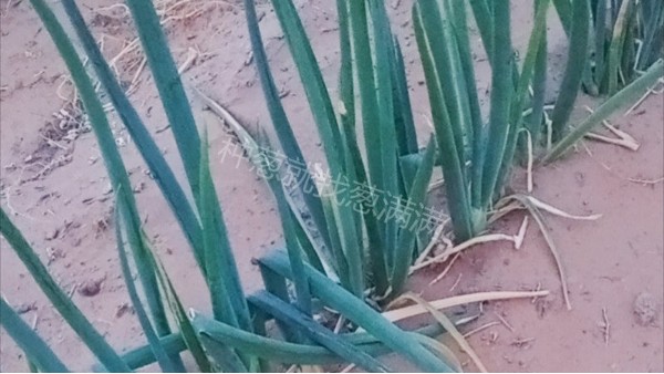 寧夏中衛沙地鋼蔥種植技術指導