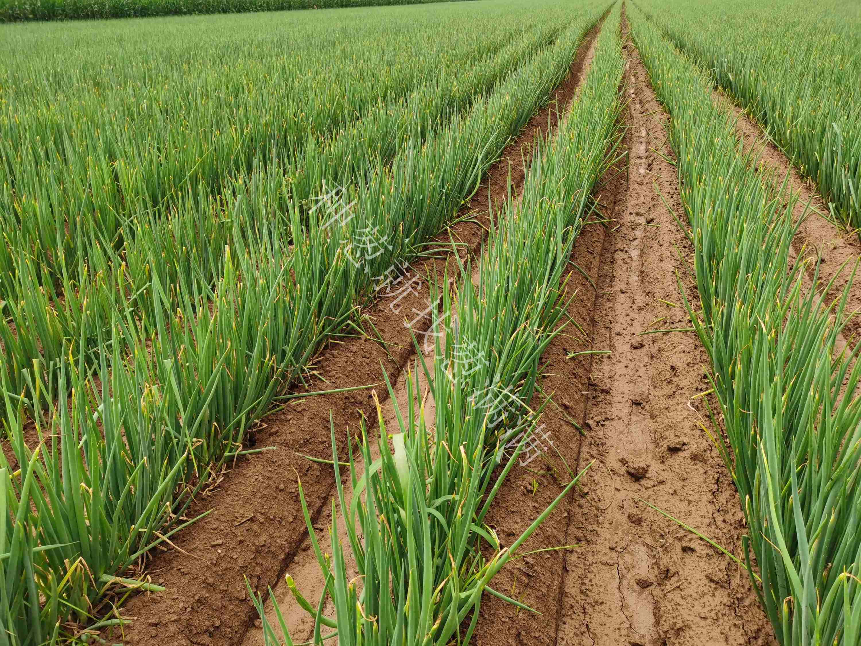 大蔥疫病用什么藥防治