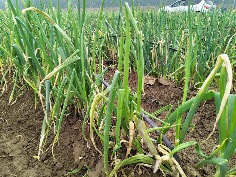 山東大蔥雨后病害