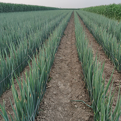 種大蔥用什么肥料好