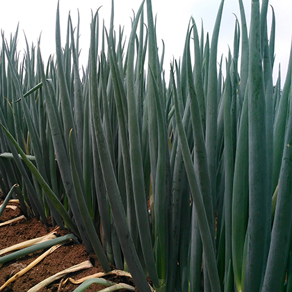 苗后除草劑解決方案