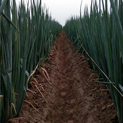 種大蔥用什么肥料好