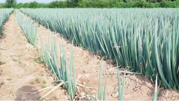 山西翼城多茬口80畝鋼蔥種植案例