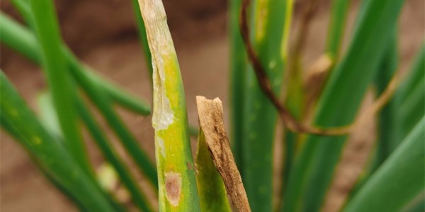 大蔥疫病有哪些癥狀？如何用藥？