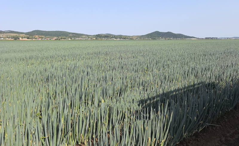 大連高啟順美白一號(hào)