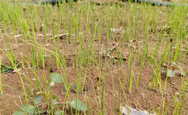 許昌基地苗床實拍