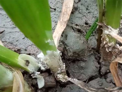 大蔥菌核病解決方案