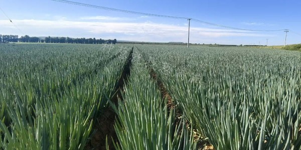 美白一號在遼寧地區表現