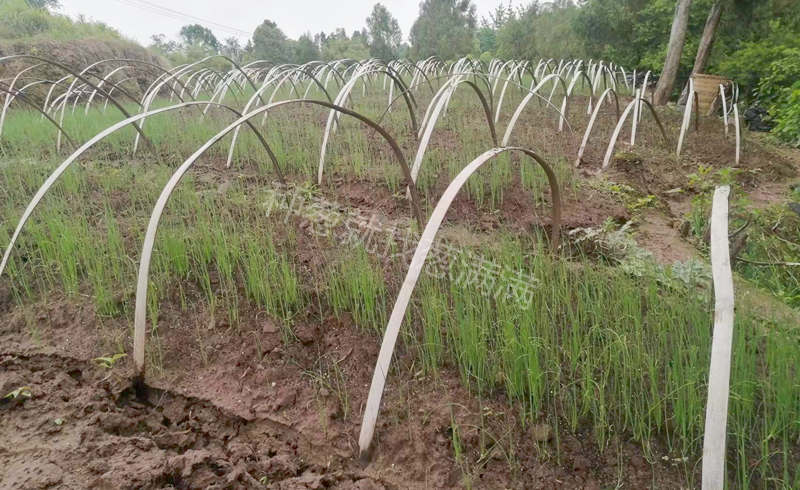 何三路蔥苗苗床