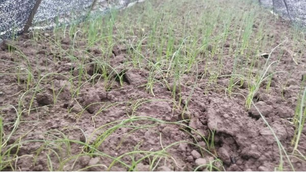 四川達州小面積多茬口鋼蔥種植合作案例