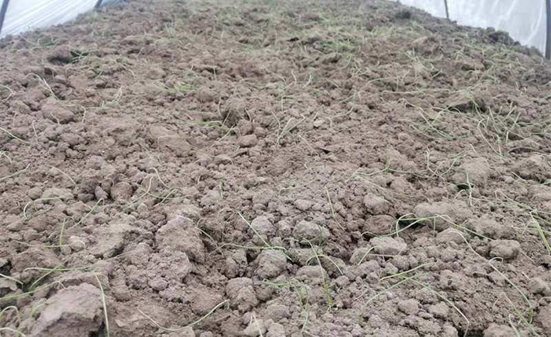 何三路蔥苗倒伏