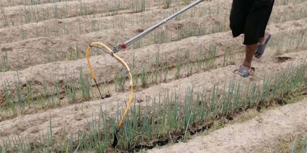 一篇文章教給您大蔥施藥二次稀釋的好處