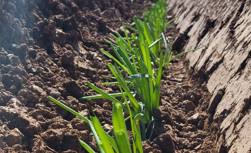 大蔥移栽
