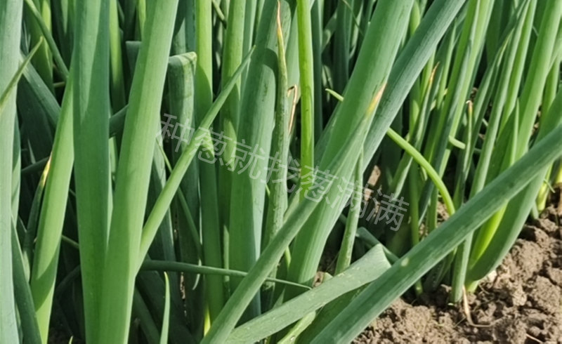 蔥苗實拍