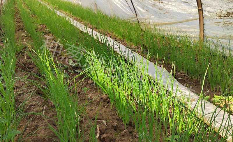 華慶二號育苗苗床