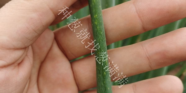 大蔥霜霉病