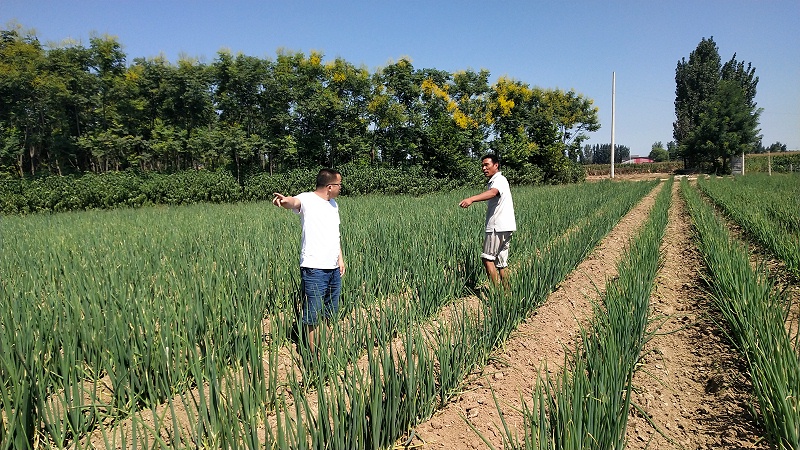 大蔥重茬種植技術(shù)