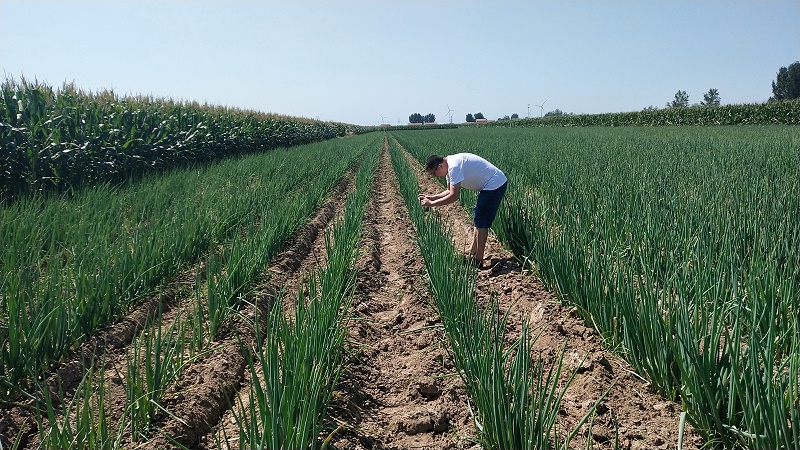 大蔥重茬種植技術(shù)