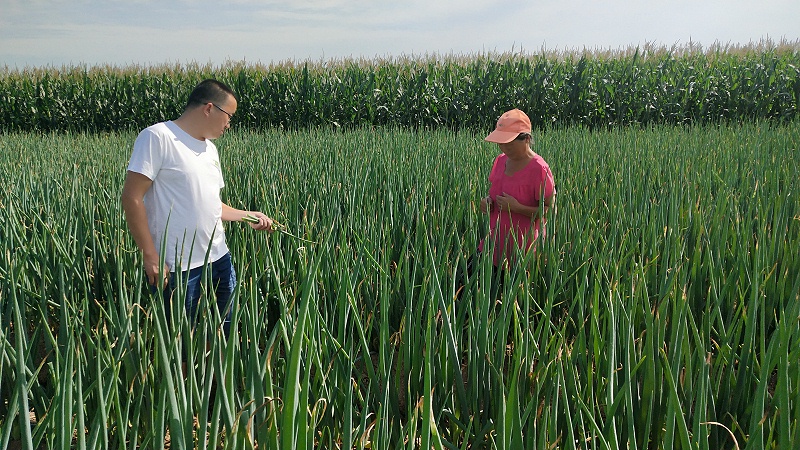 大蔥重茬種植技術(shù)