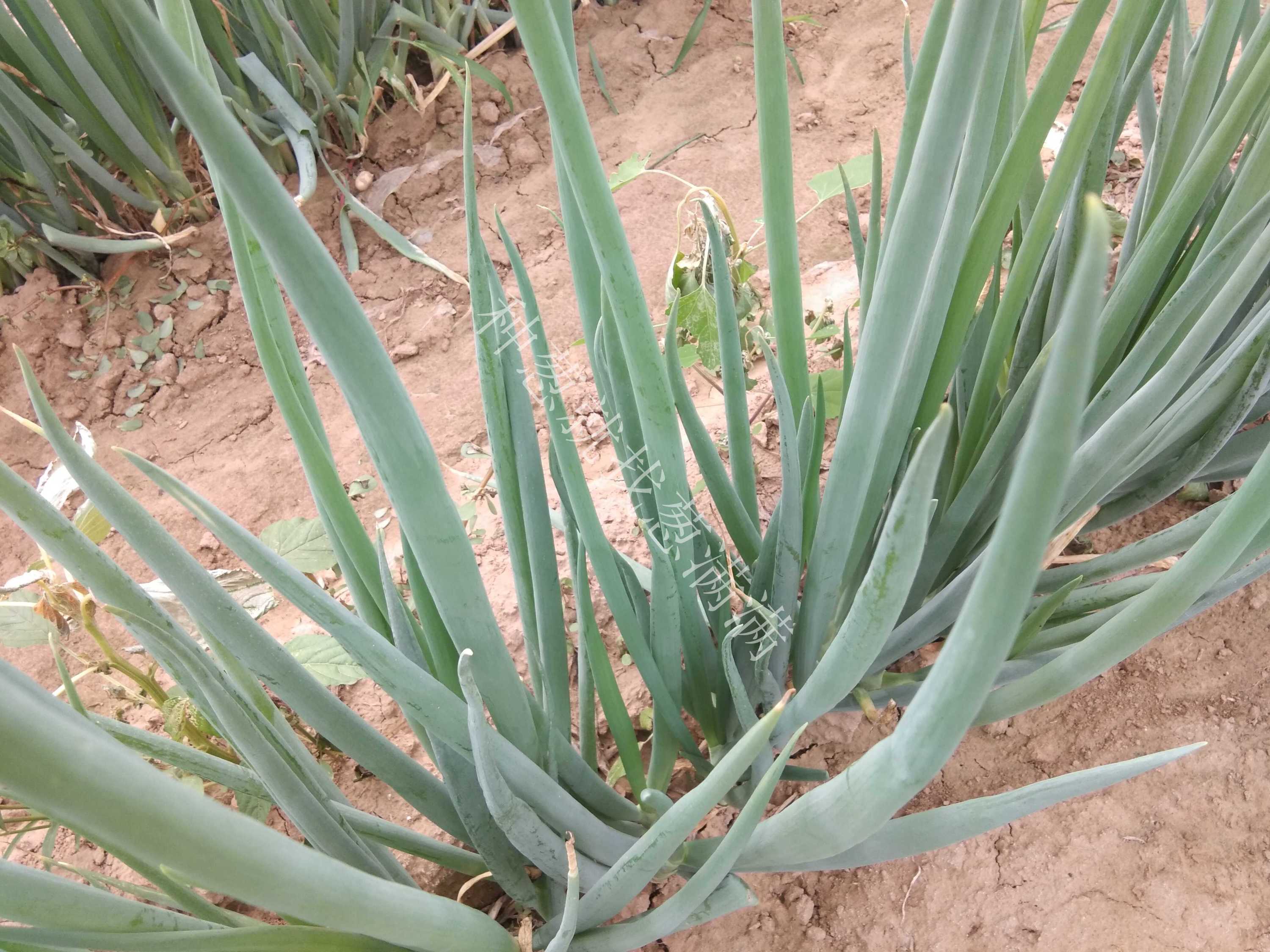 大蔥黃矮病用什么藥防治