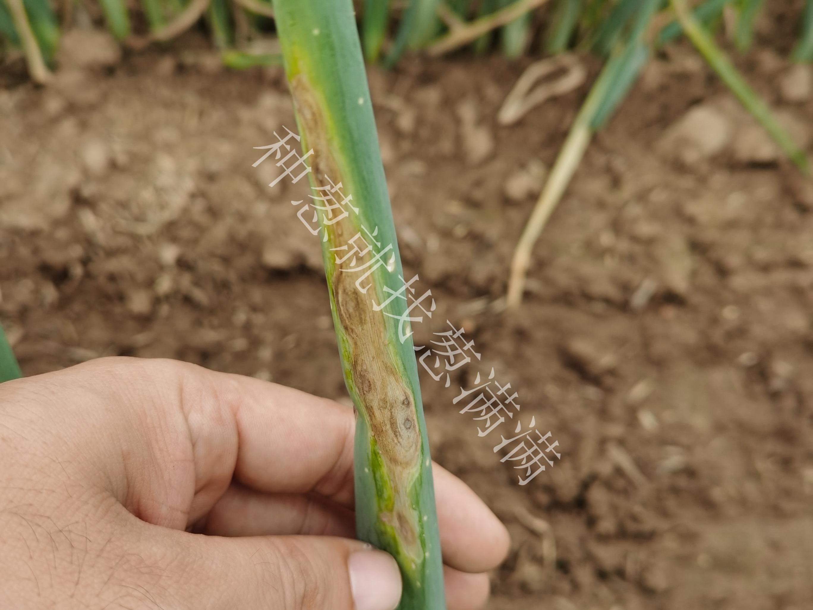 大蔥紫斑病用什么藥防治