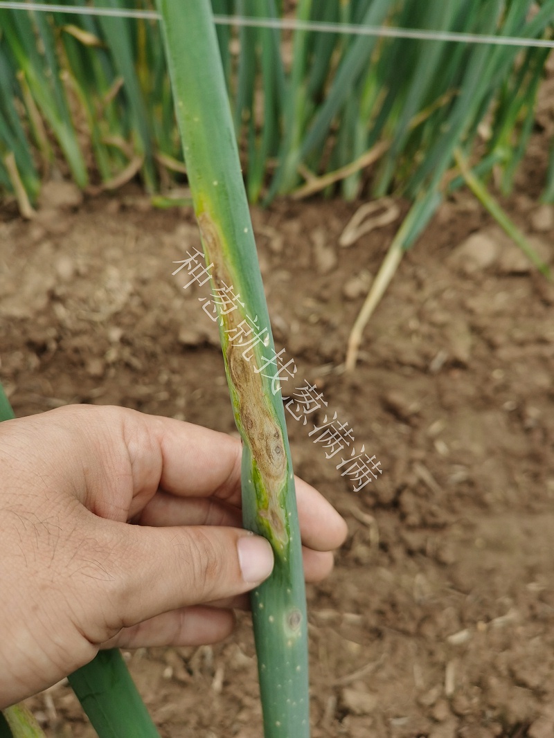 大蔥紫斑病用什么藥防治