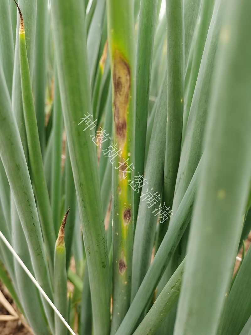大蔥紫斑病用什么藥防治